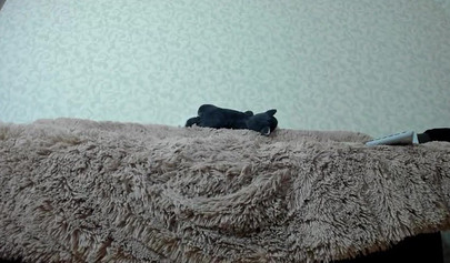 Beautiful big boobed model squirts on webcam