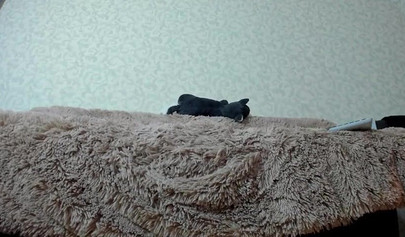 Beautiful big boobed model squirts on webcam