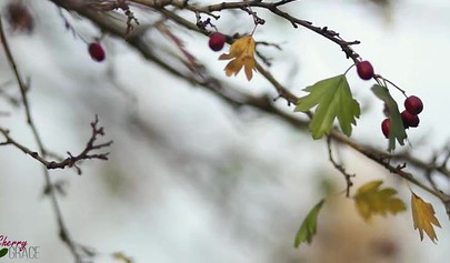 Autumn is perfect time for fucking and sucking outdoors