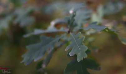 Autumn is perfect time for fucking and sucking outdoors