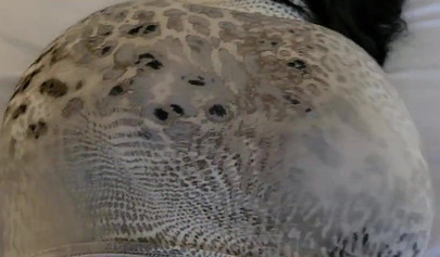 Curvy brunette teen fucking a cheating millionaire husband gets cumshot